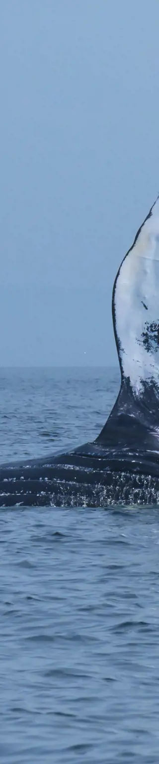 Beobachte Wale im Fischerdorf Tadoussac